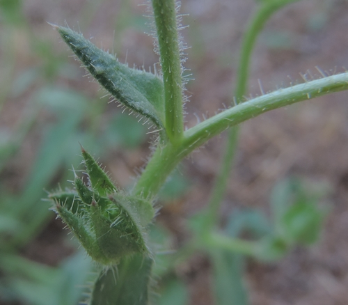 nel mio giardino - Helminthotheca echioides